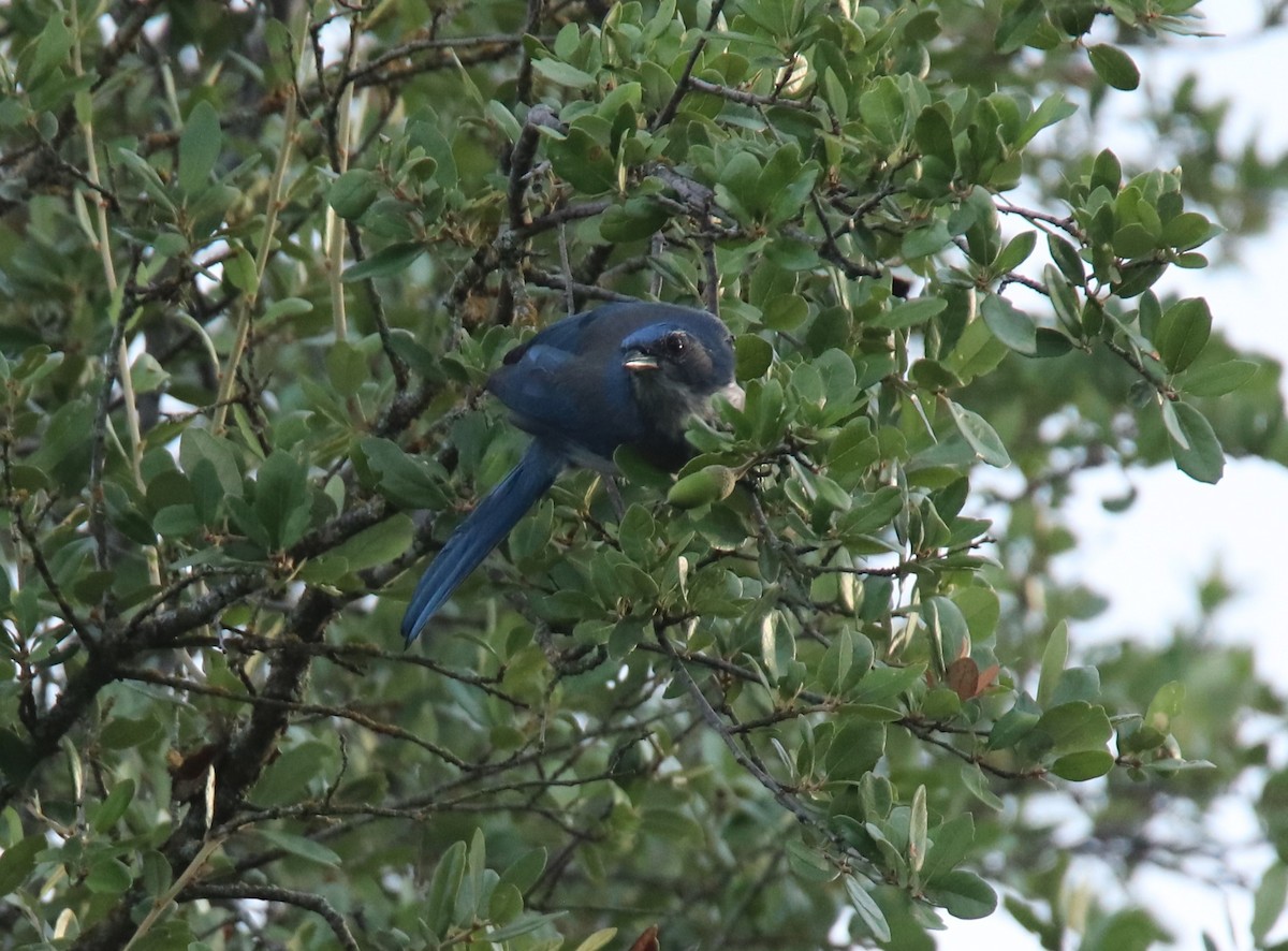 Woodhouse's Scrub-Jay - ML623897781