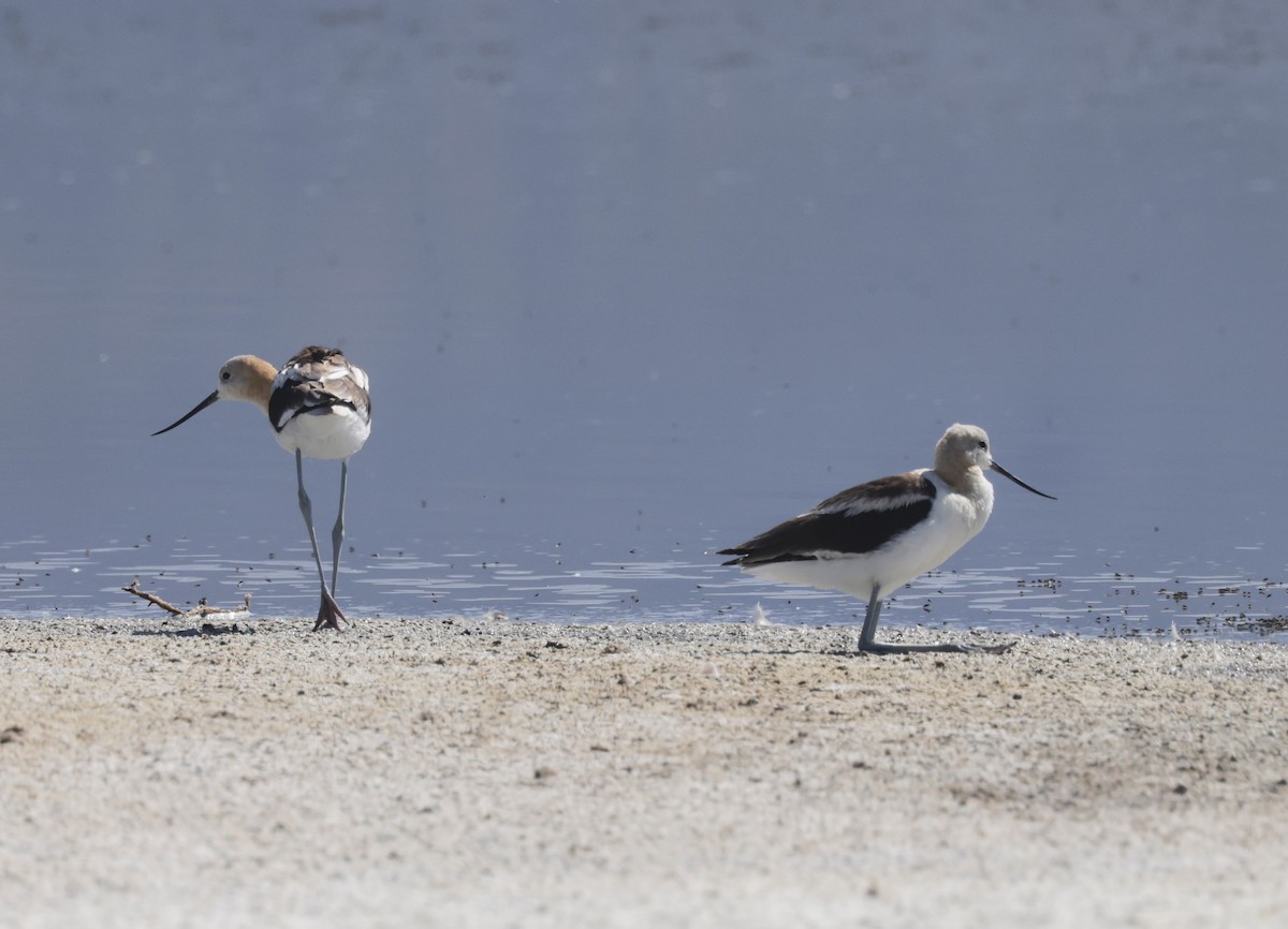 American Avocet - ML623897788