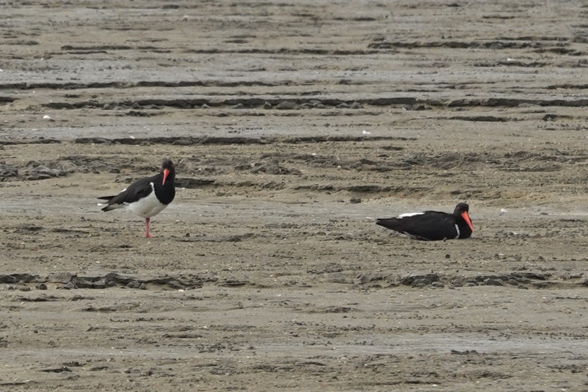 Pied Oystercatcher - ML623897816