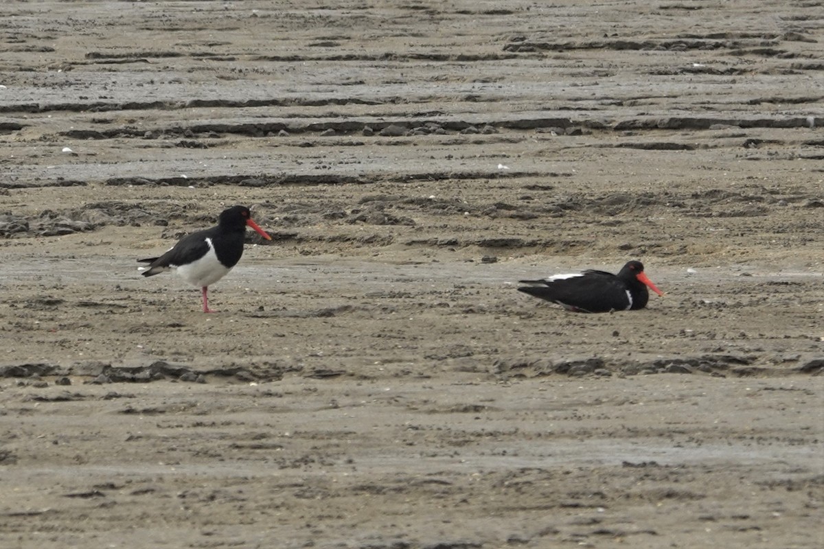 Pied Oystercatcher - ML623897818