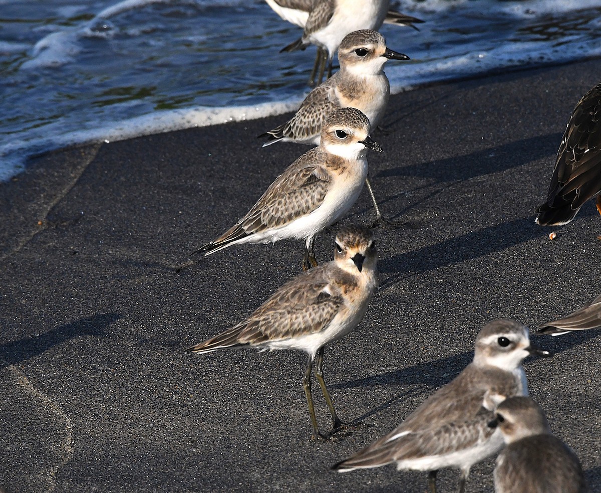 Tibetan Sand-Plover - ML623897828