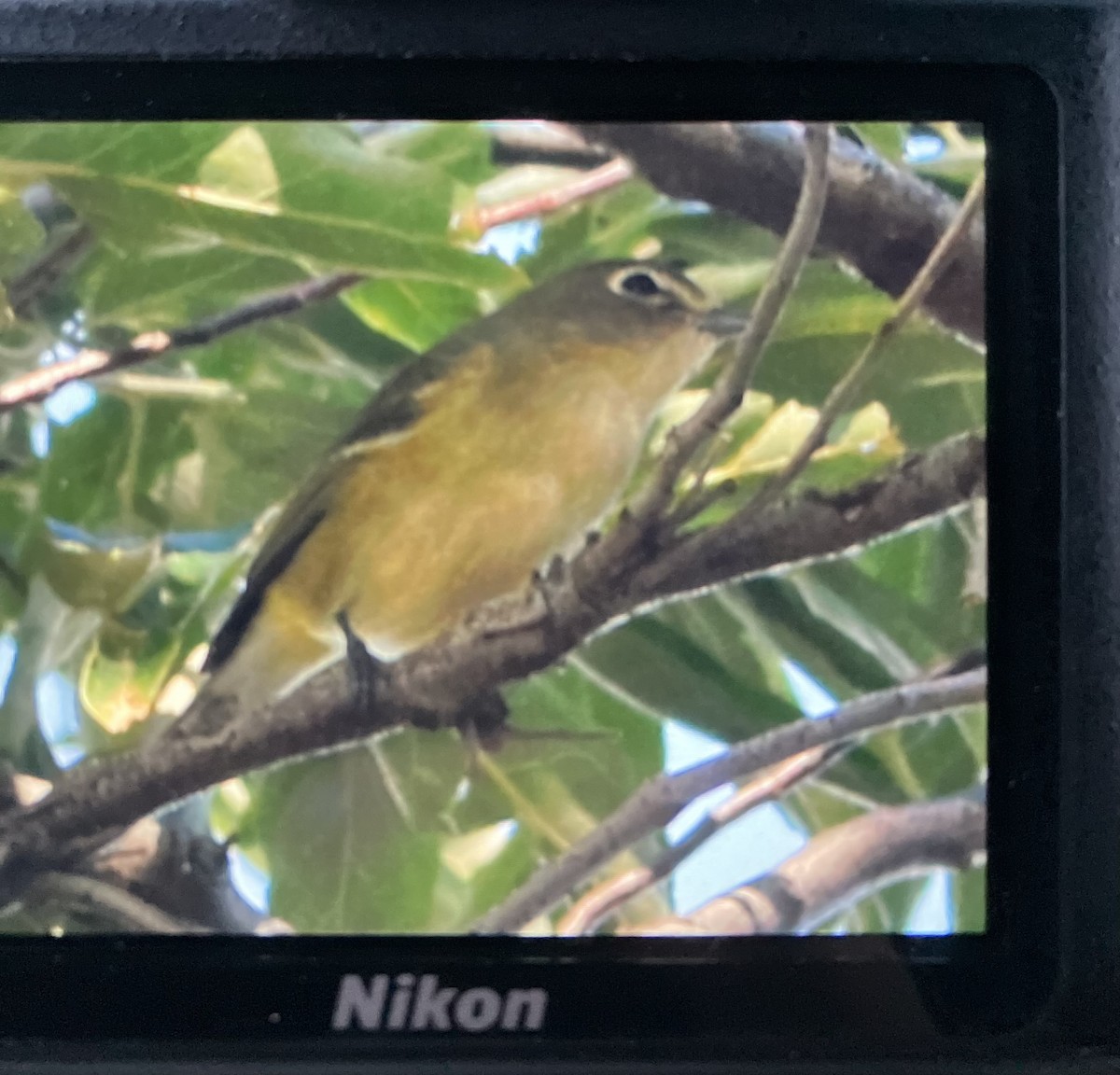 Cassin's Vireo - ML623897829