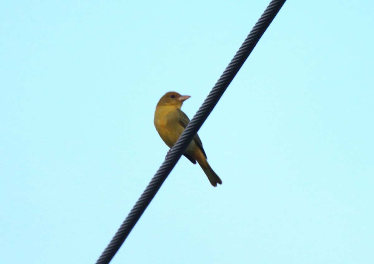 Summer Tanager - ML623897836