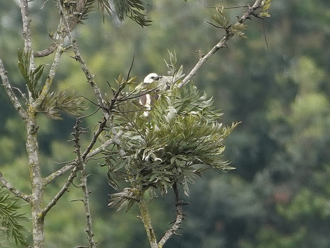 White-headed Barbet - ML623897837