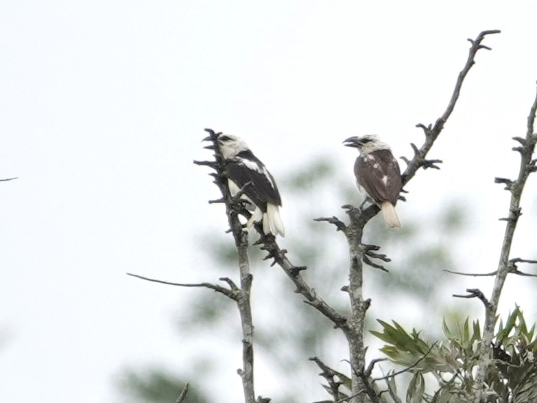 White-headed Barbet - ML623897838