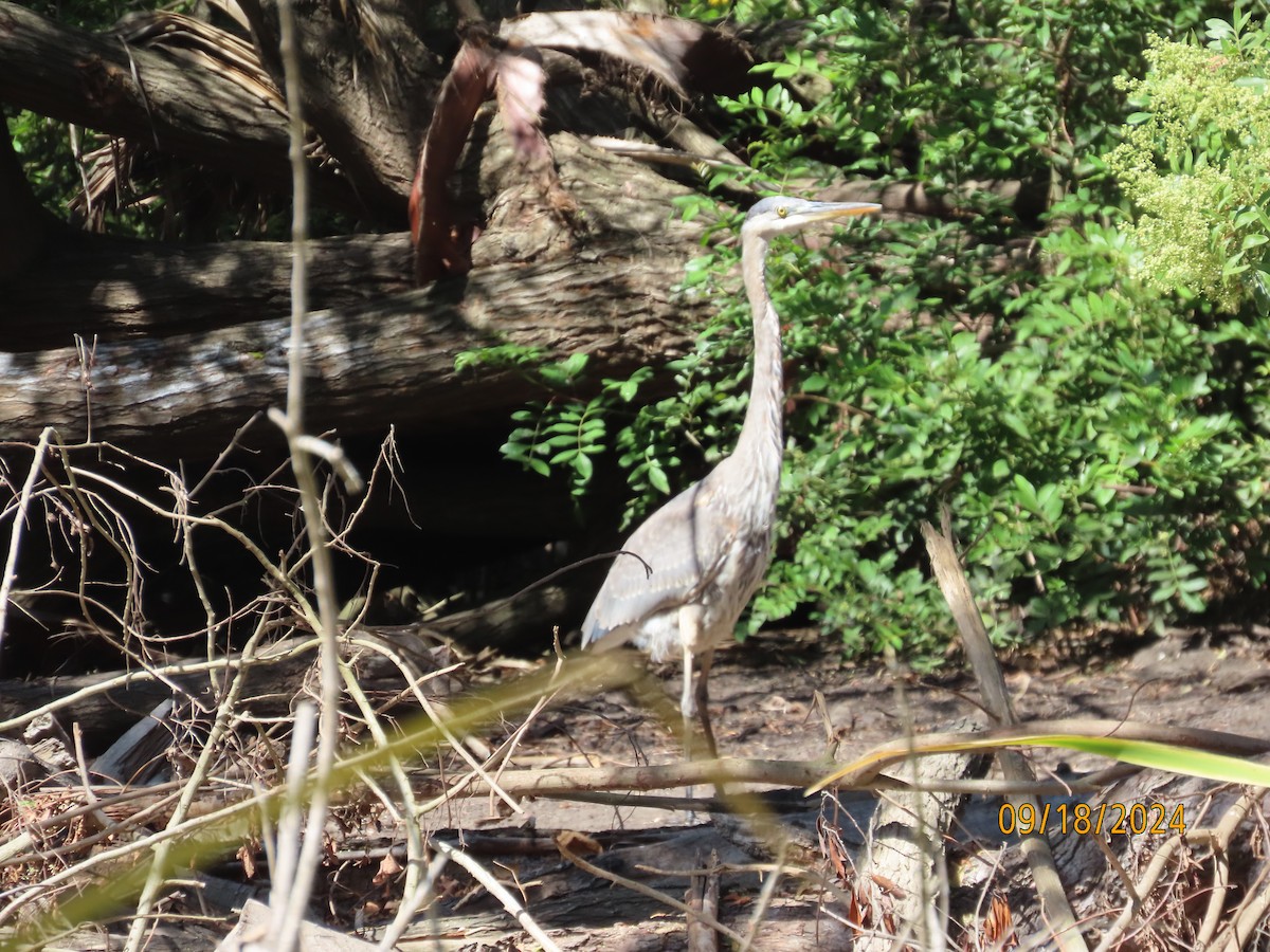 Great Blue Heron - ML623897841