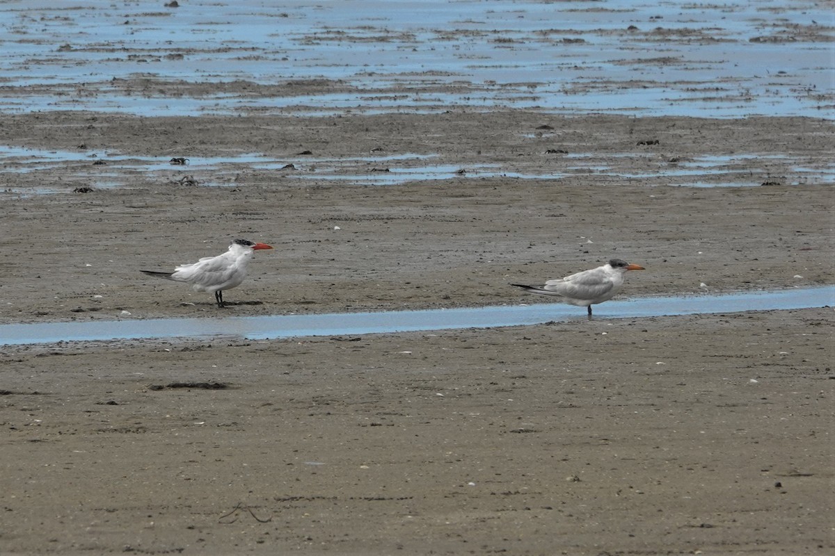 Caspian Tern - Cynthia Su