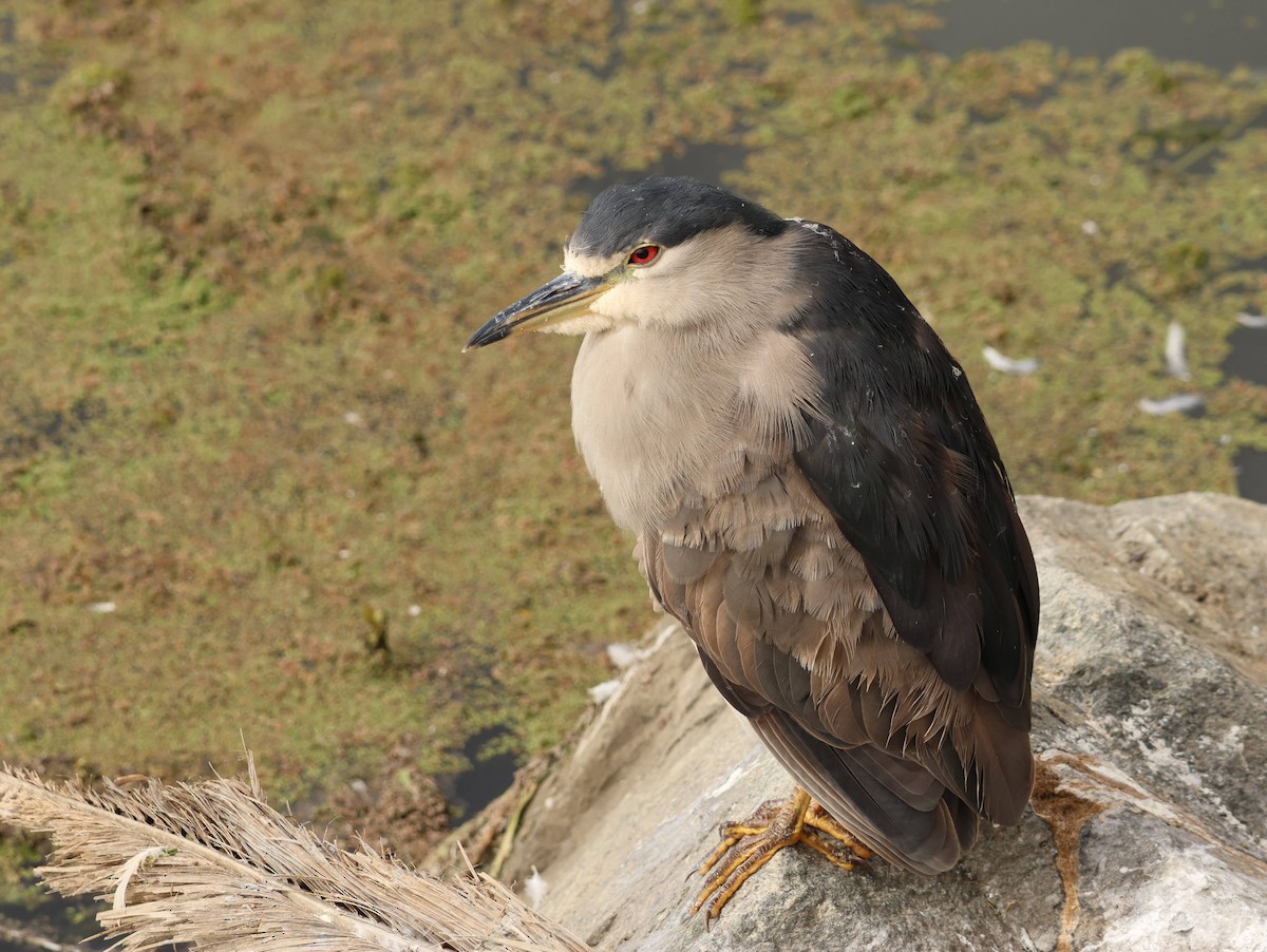 Black-crowned Night Heron - Benjamin Zerante