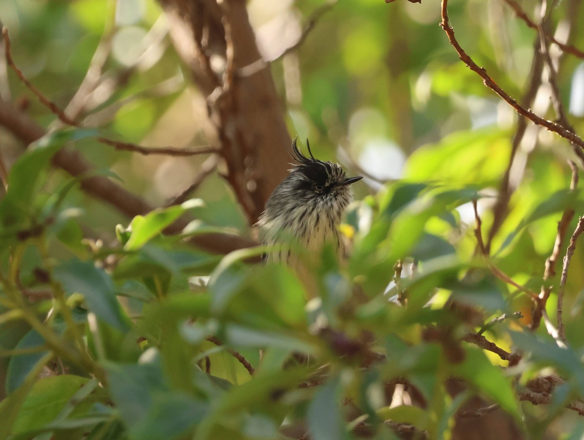 Tufted Tit-Tyrant - ML623897873