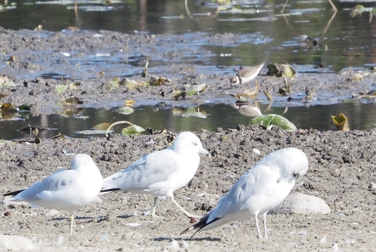 Semipalmated Plover - ML623897878