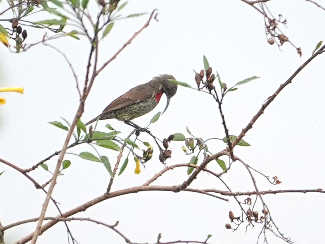 Souimanga à poitrine rouge - ML623897882