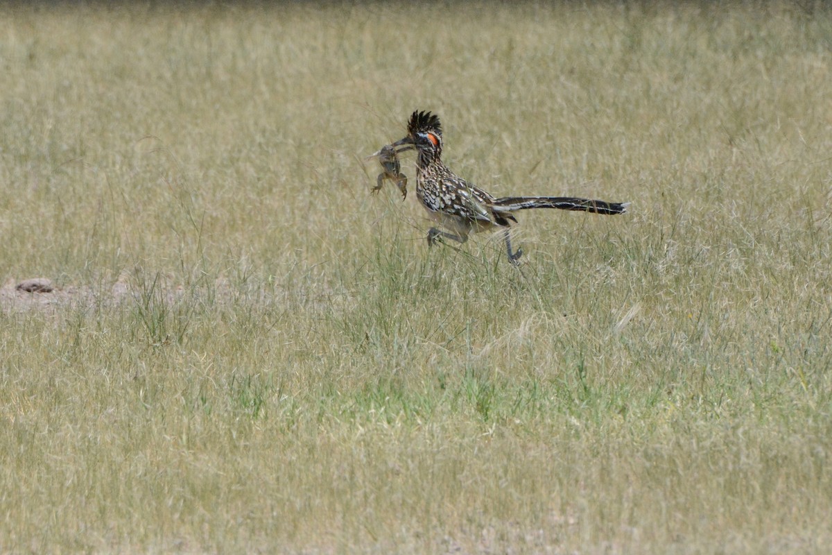 Greater Roadrunner - ML623897887