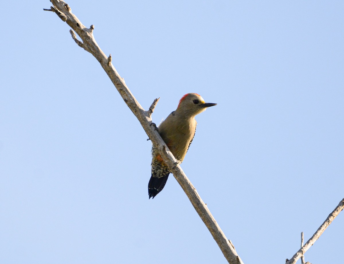 Yucatan Woodpecker - Jeffry Morataya