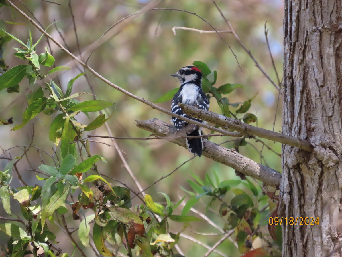 Downy Woodpecker - ML623897907