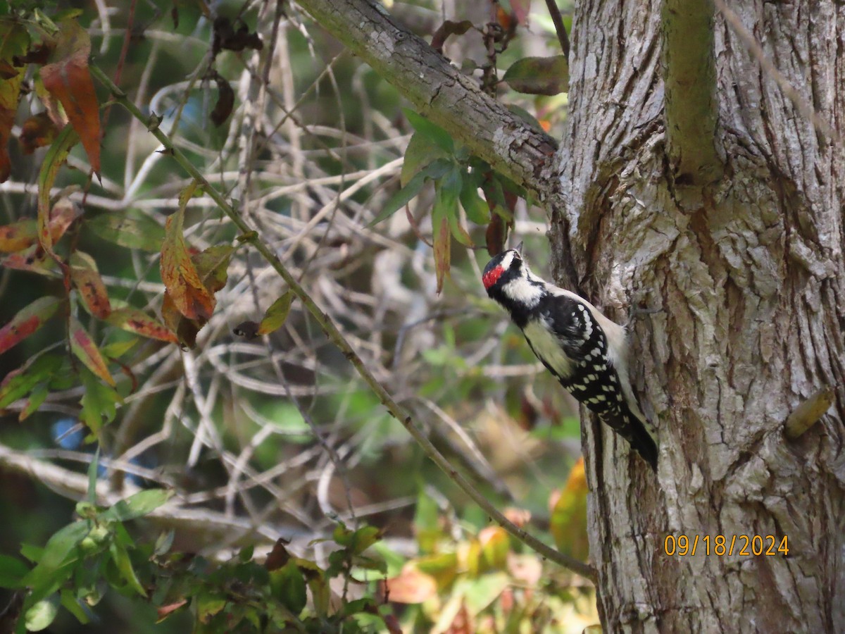 Downy Woodpecker - ML623897908