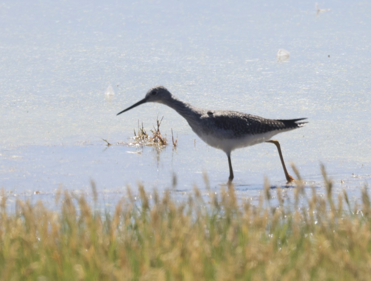 Greater Yellowlegs - ML623897971