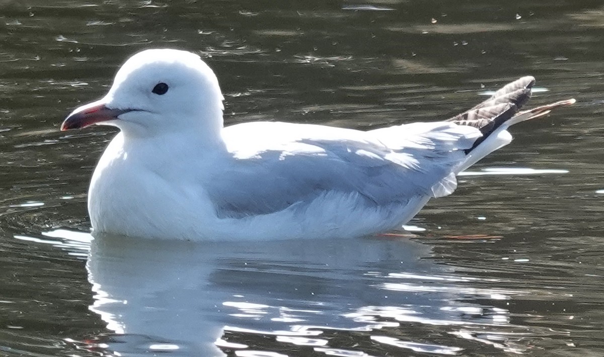 Gaviota Plateada (australiana) - ML623897986