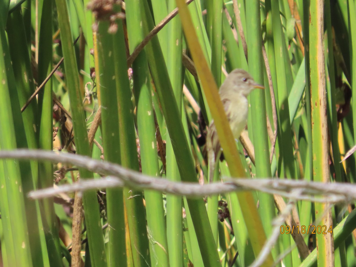 Western Flycatcher (Pacific-slope) - ML623897989