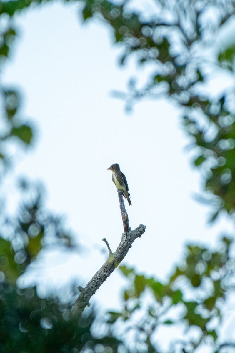 Olive-sided Flycatcher - ML623897991