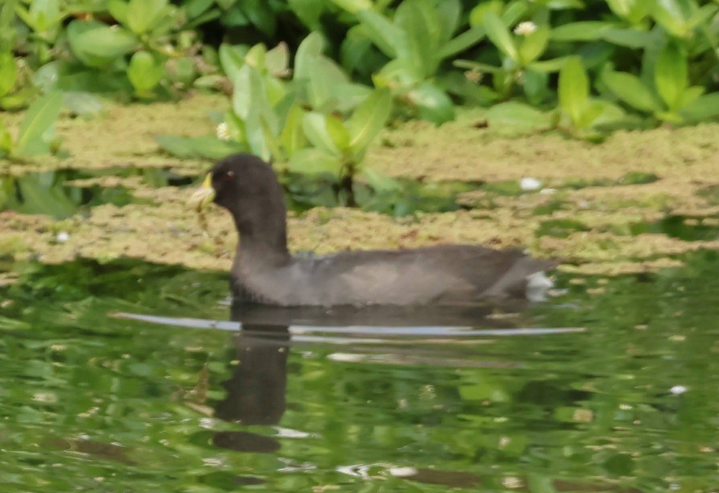 White-winged Coot - ML623898027