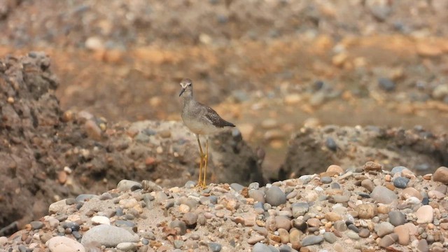 Lesser Yellowlegs - ML623898032