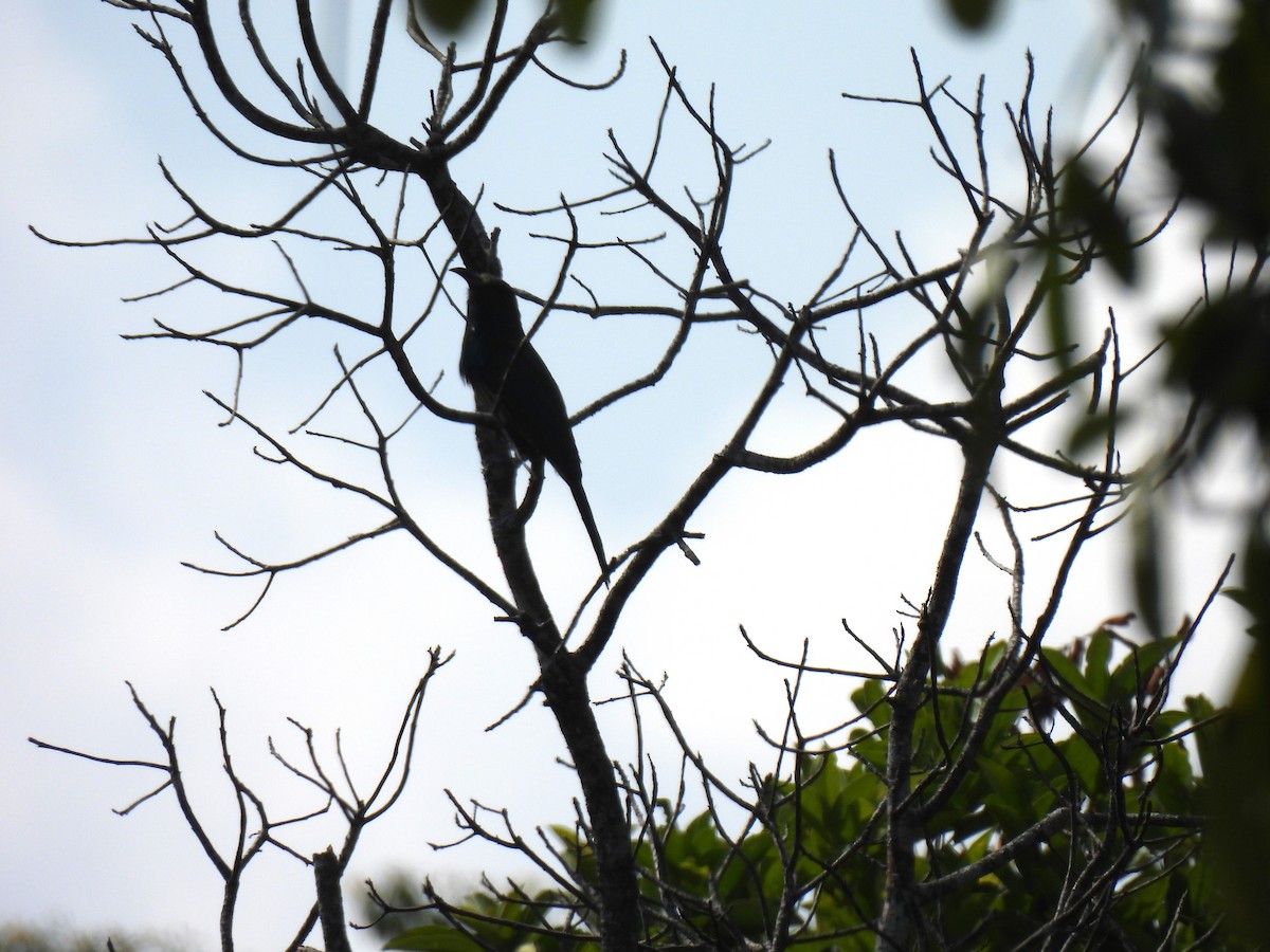 Blue-bearded Bee-eater - ML623898034