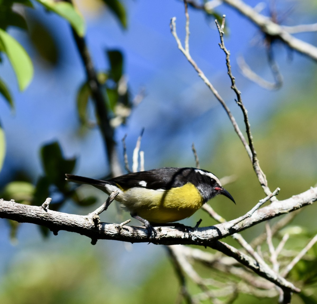 Bananaquit (Puerto Rico) - ML623898041