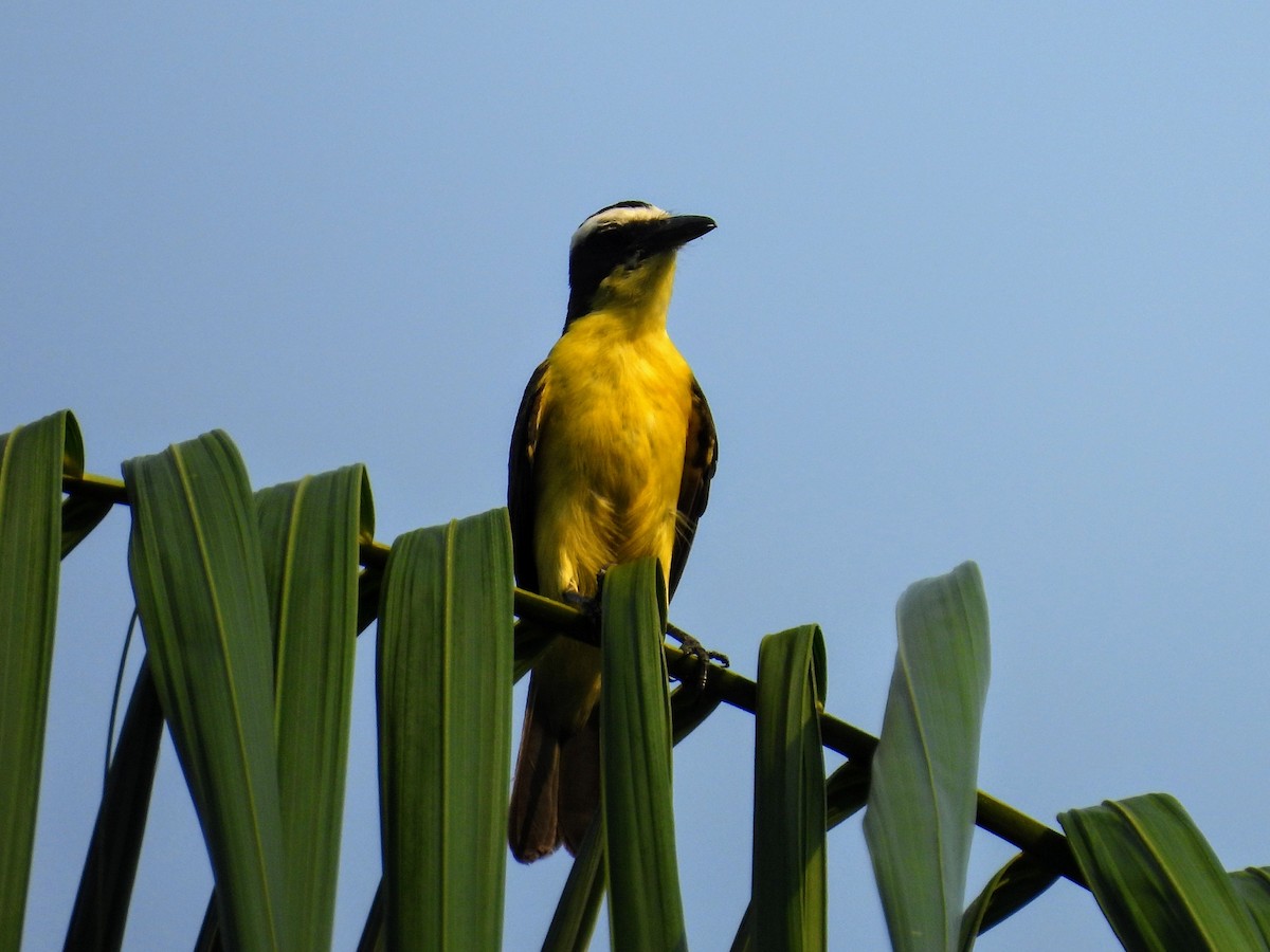 Yellow-throated Flycatcher - ML623898049
