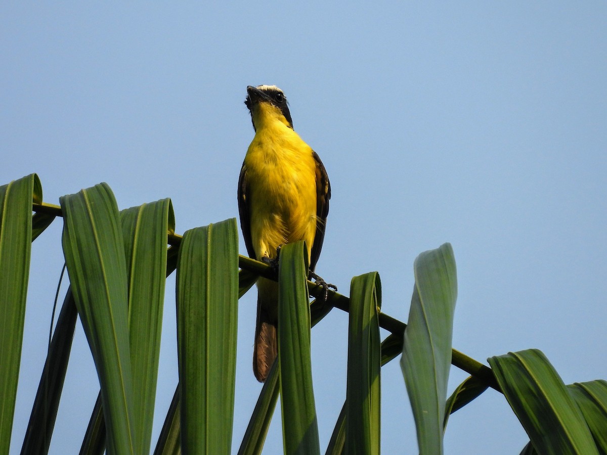 Yellow-throated Flycatcher - ML623898050