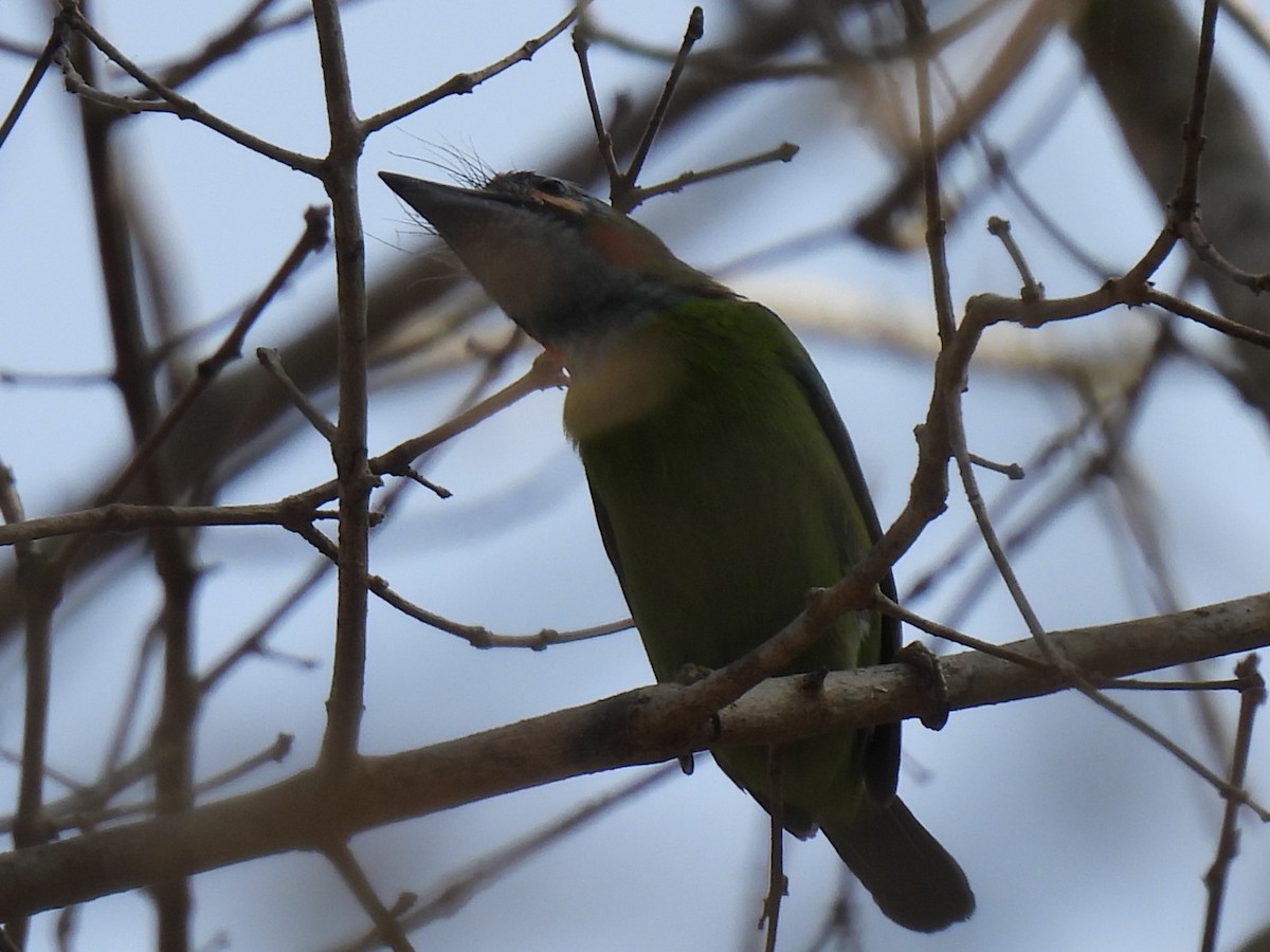 Mavi Kulaklı Barbet - ML623898052