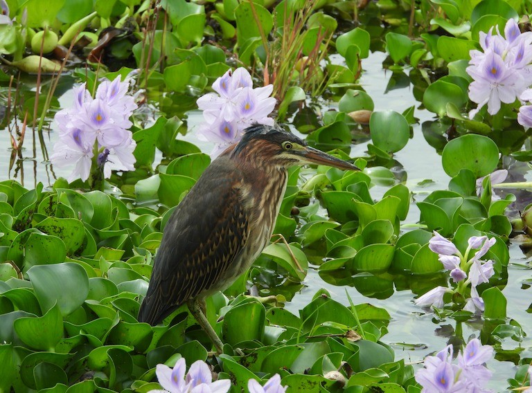 Green Heron - ML623898069