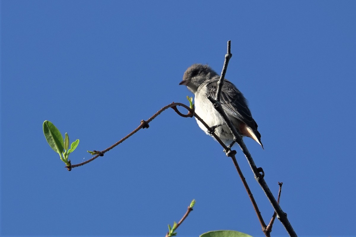 Mistletoebird - ML623898078