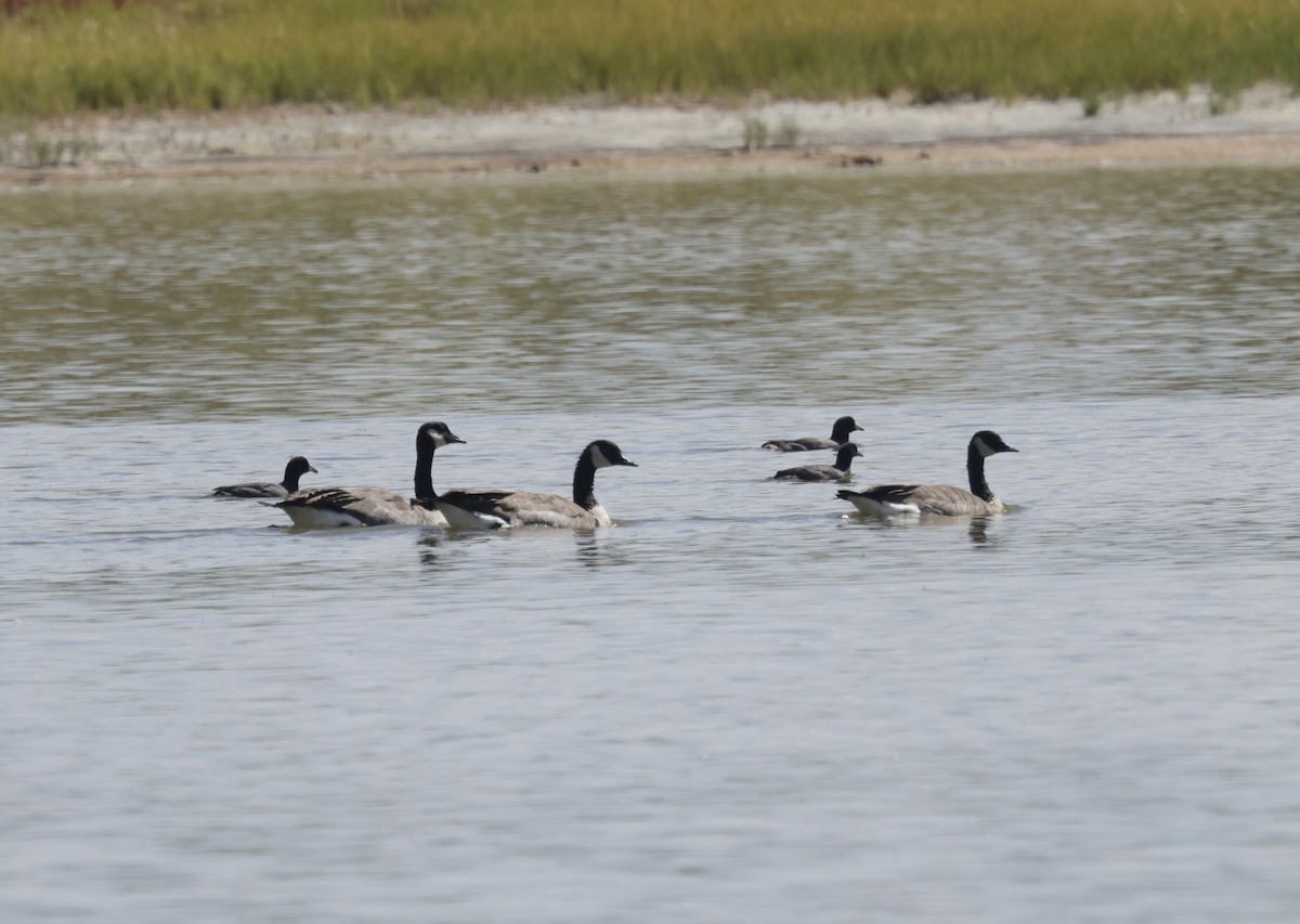 Canada Goose - ML623898093