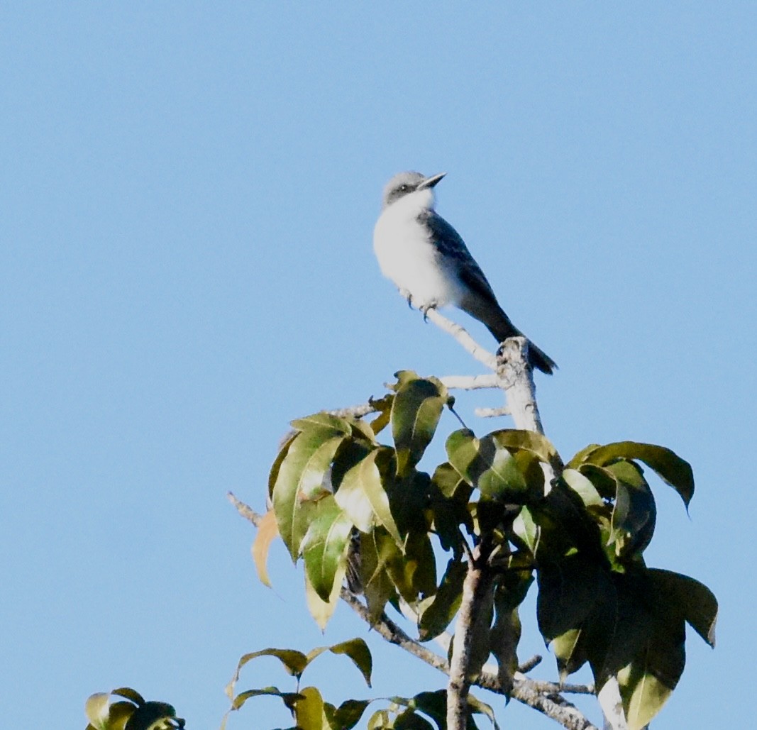 Gray Kingbird - ML623898094