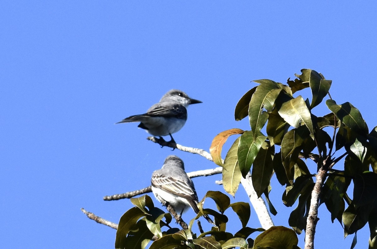 Gray Kingbird - ML623898095