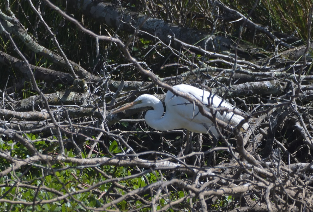 Great Egret (modesta) - ML623898096