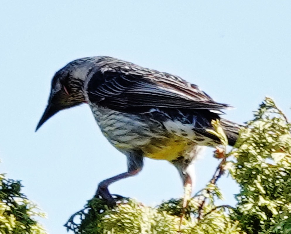 Red Wattlebird - ML623898107