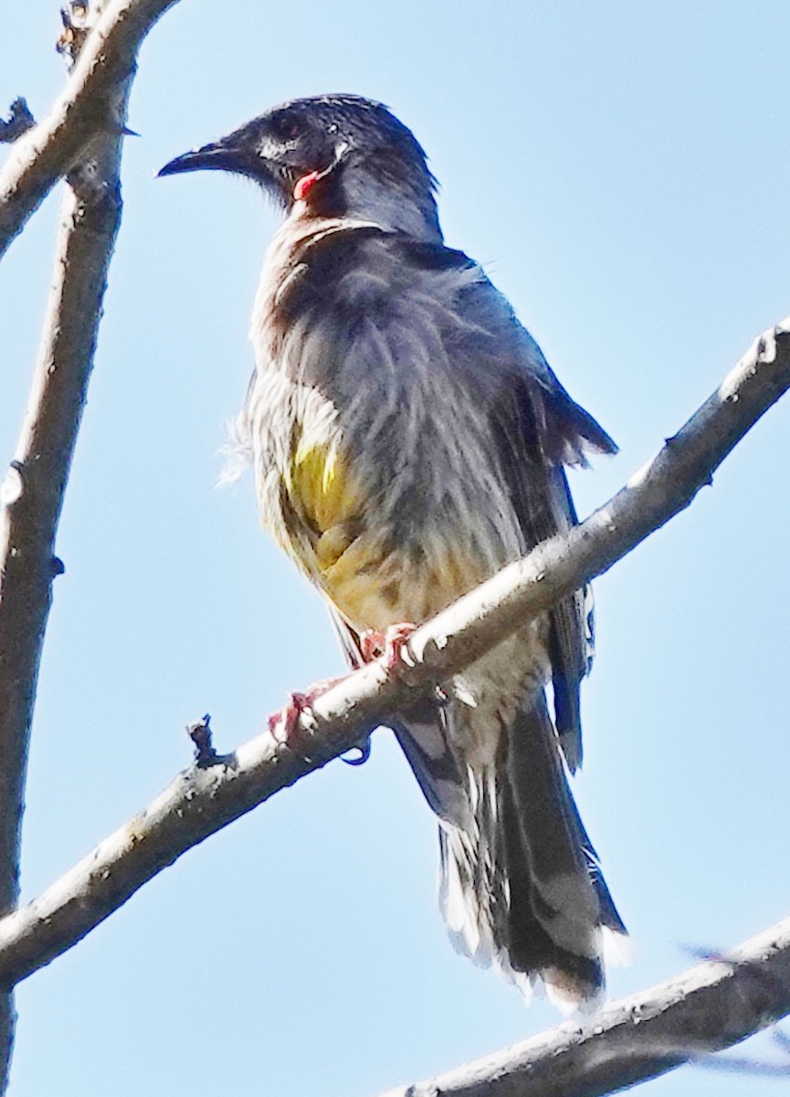 Red Wattlebird - ML623898108