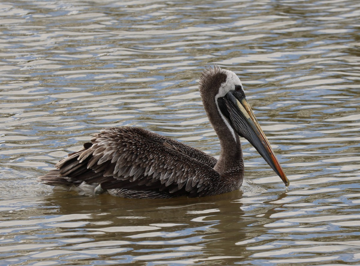 Peruvian Pelican - ML623898110