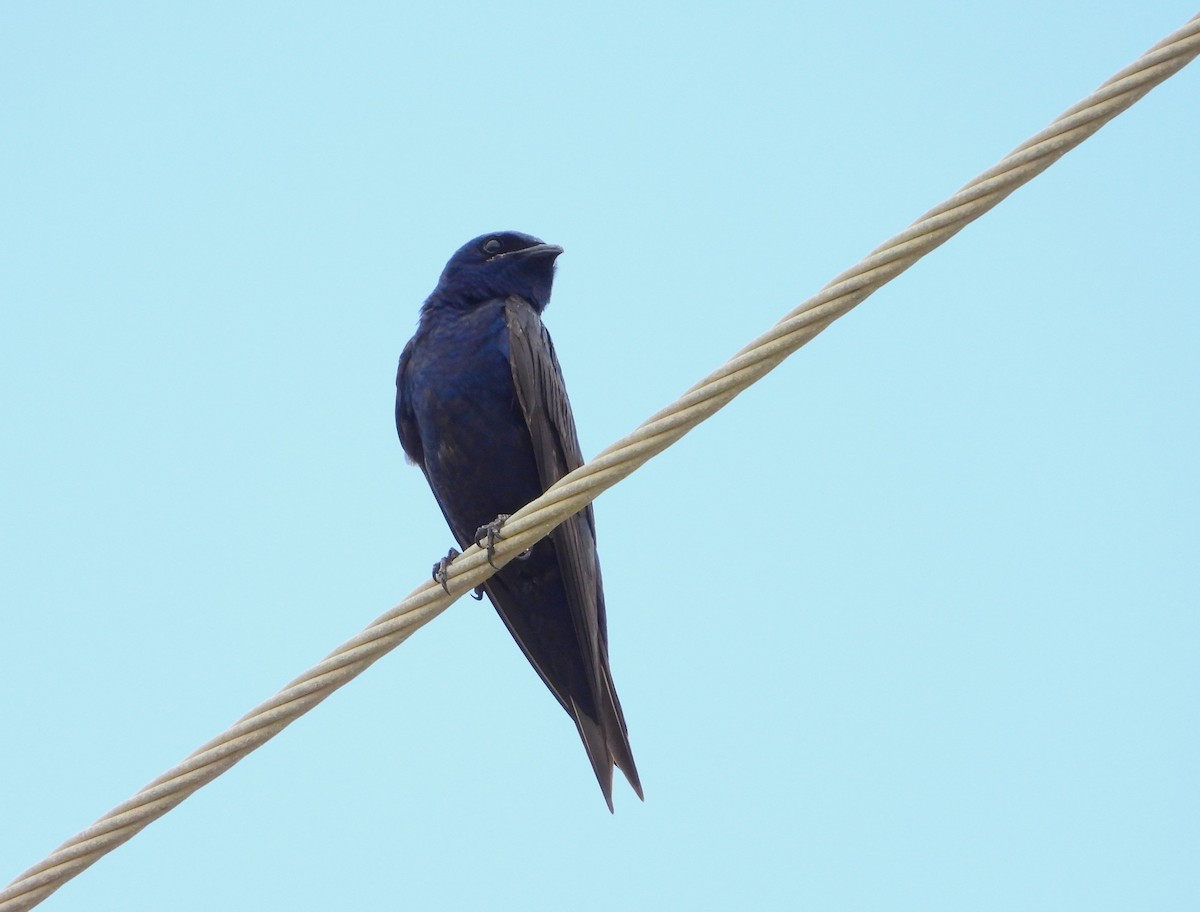 Purple Martin - ML623898114