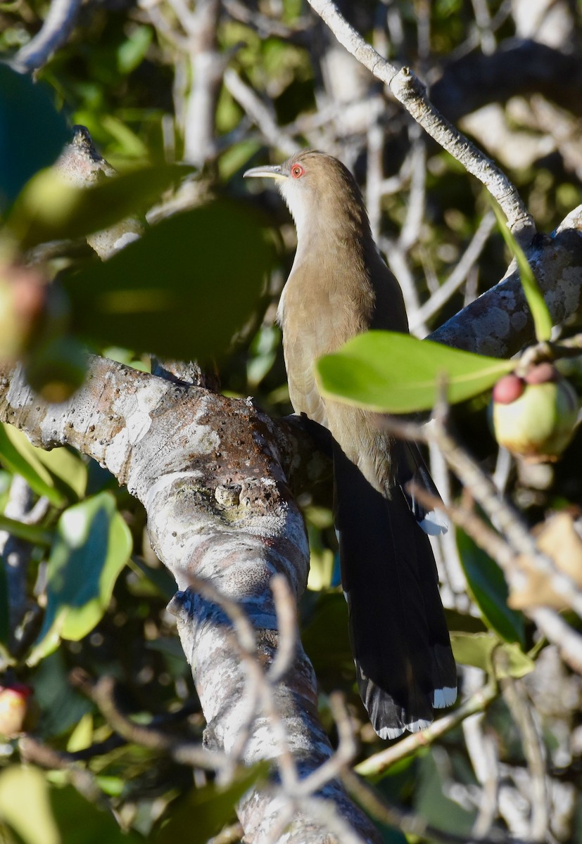 Puerto Rican Lizard-Cuckoo - ML623898154