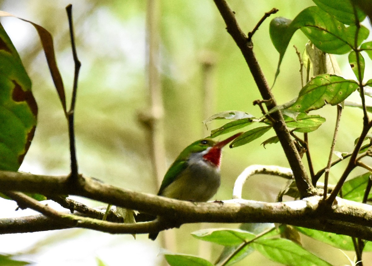 Puerto Rican Tody - ML623898172