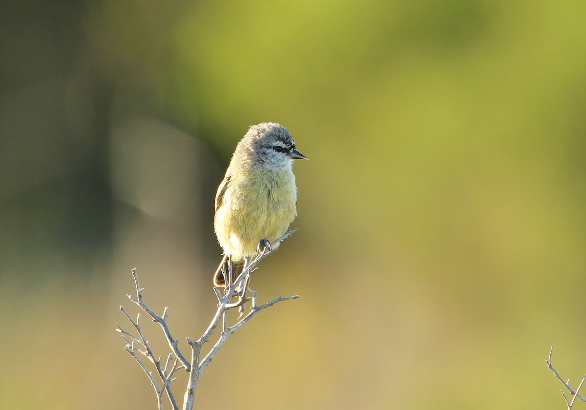 Southern Penduline-Tit - Scott Watson