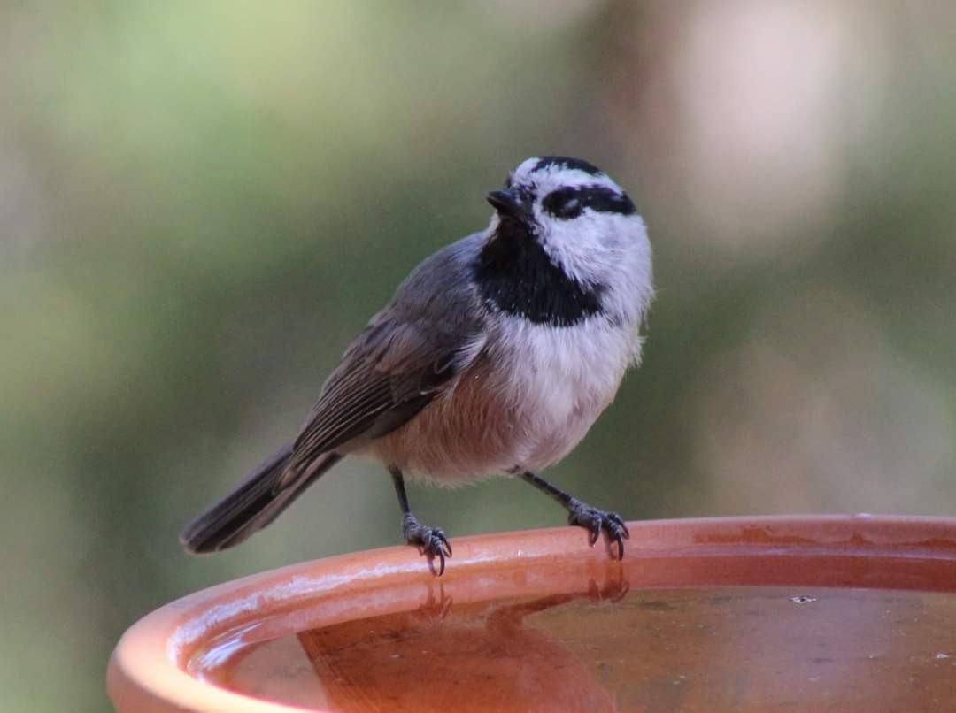 Mountain Chickadee - ML623898183