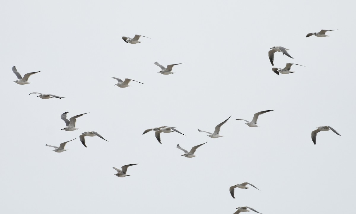 Laughing Gull - David Mathieu