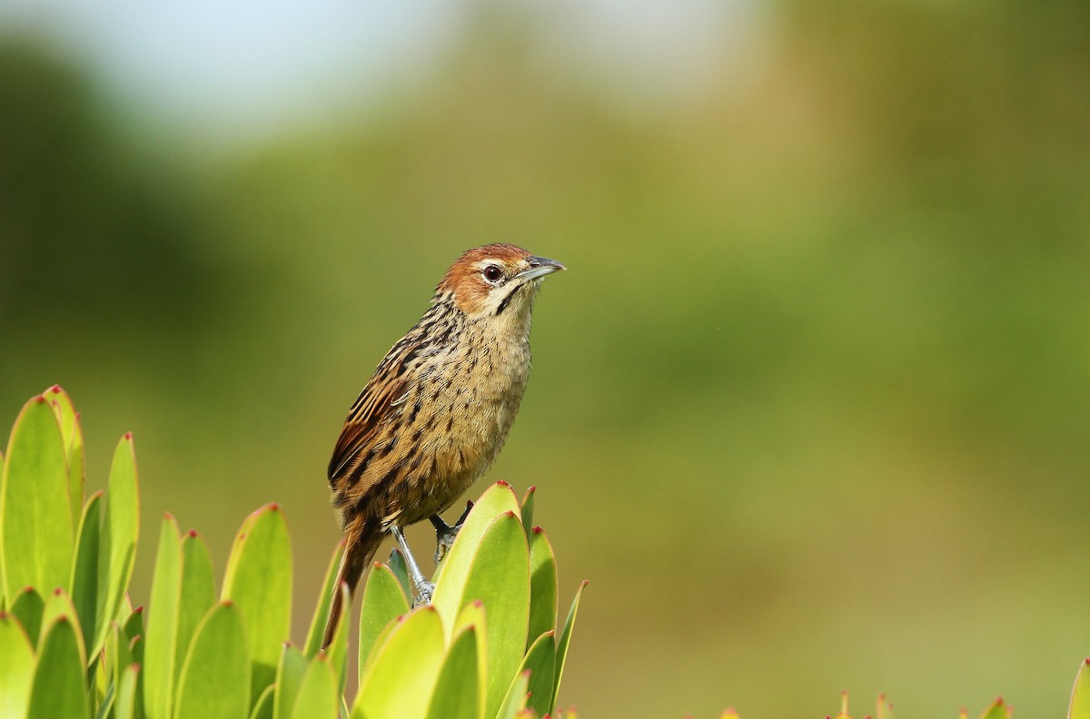 Cape Grassbird - ML623898195