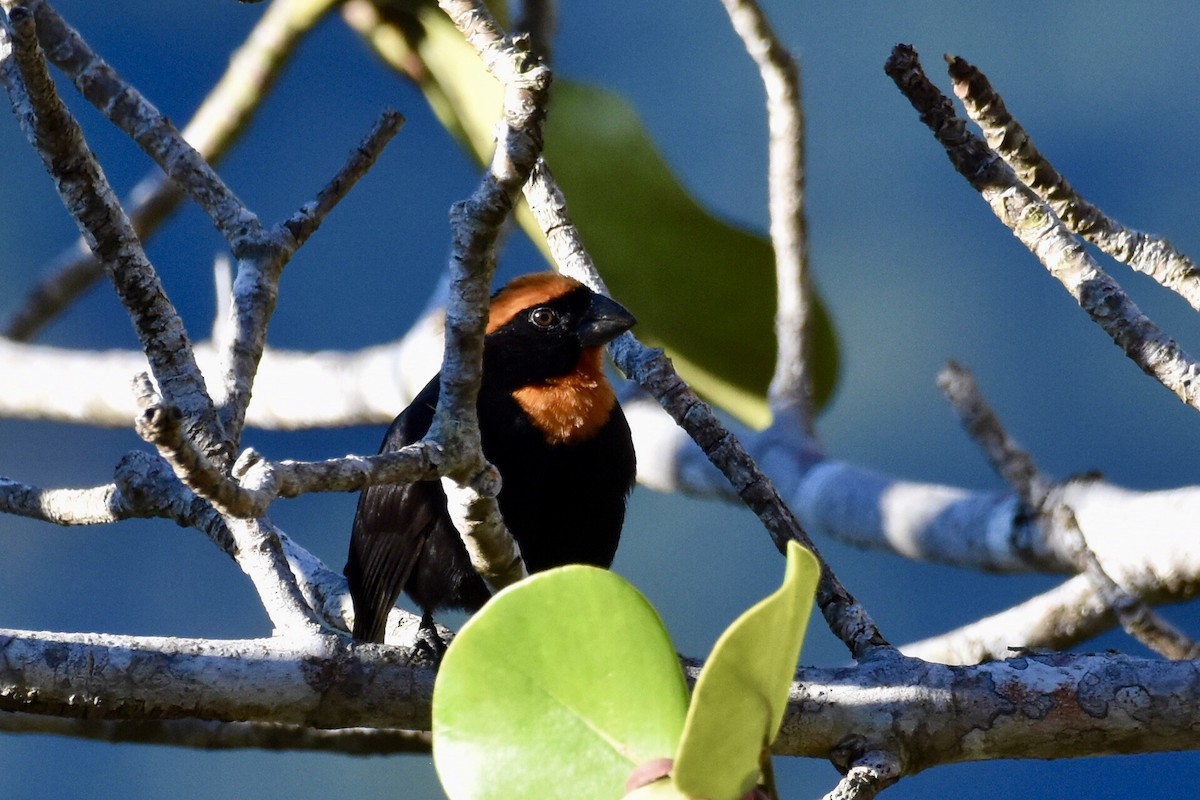 Puerto Rican Bullfinch - ML623898203