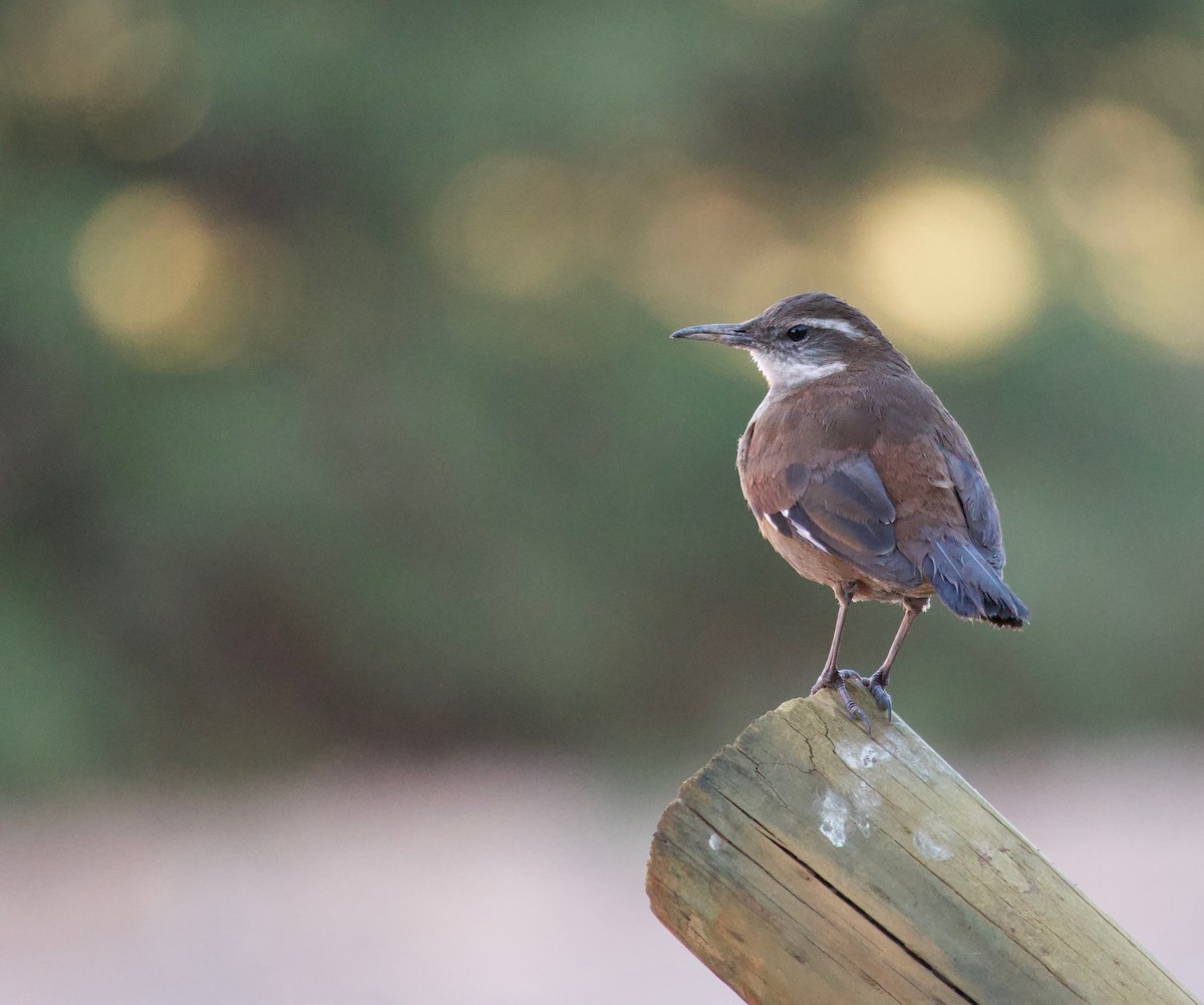 White-winged Cinclodes - ML623898213