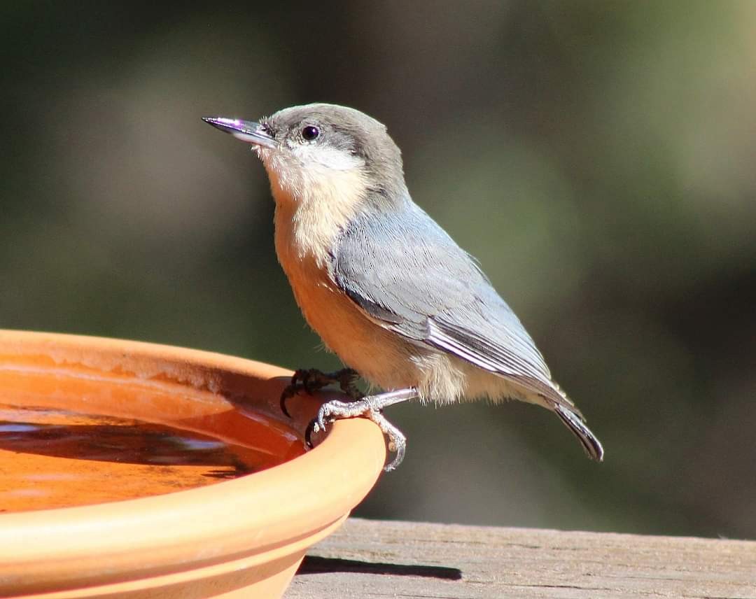 Pygmy Nuthatch - ML623898214