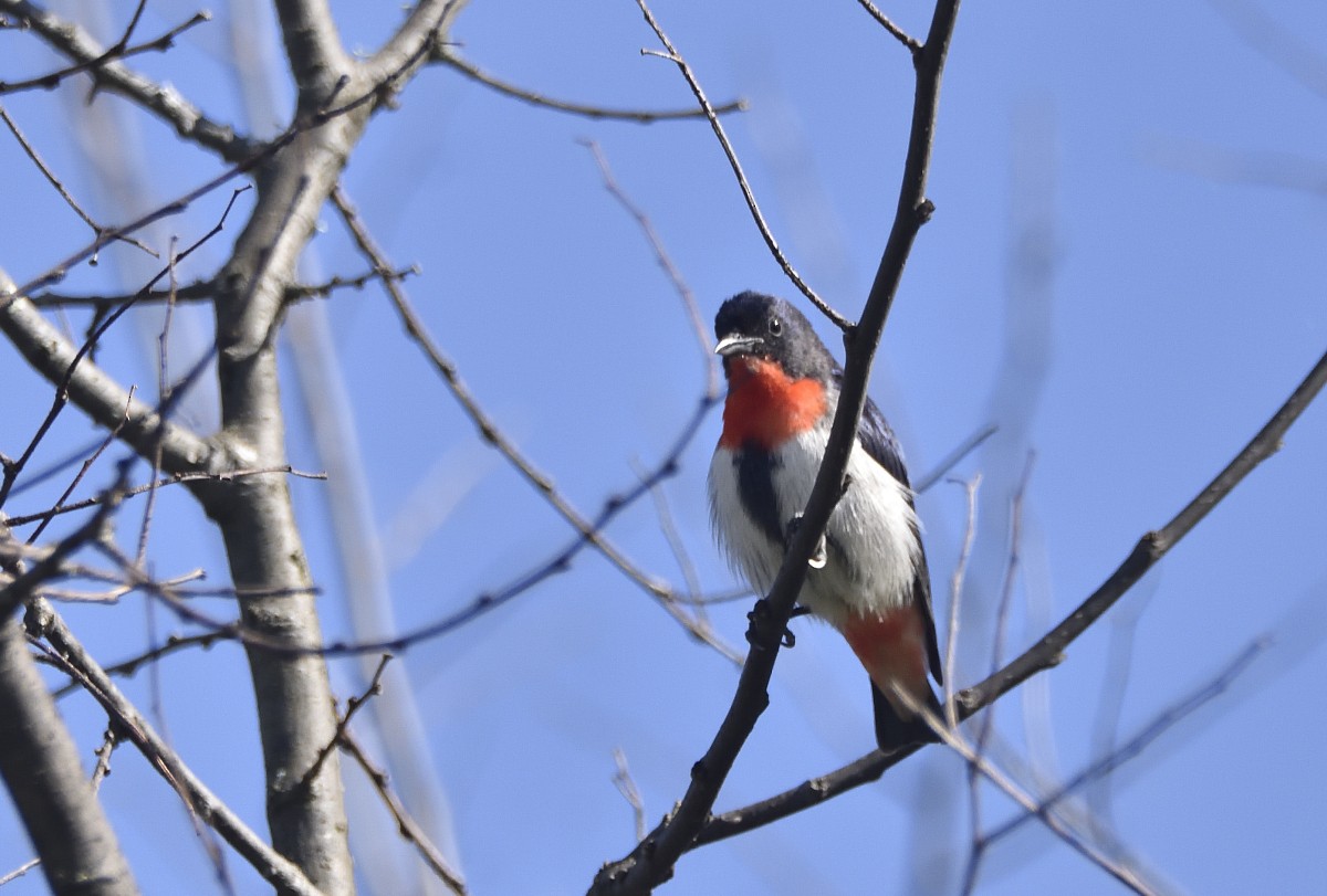 Mistletoebird - ML623898246